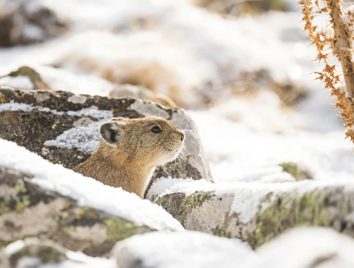 American Pika Project — Deirdre Denali Photography
